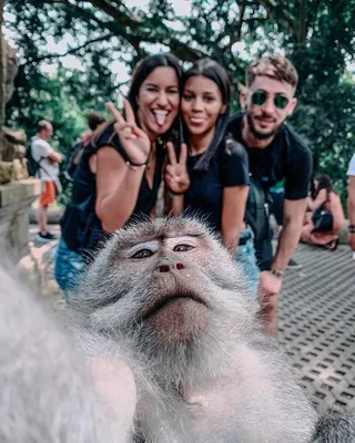 Photographer continues fight over monkey selfie