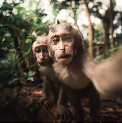 Monkey Selfie II print by David Slater | Posterlounge