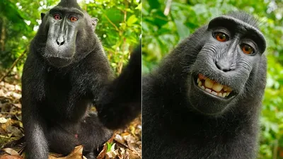 Lawsuit settled over rights to monkey's selfie photo | Fox News