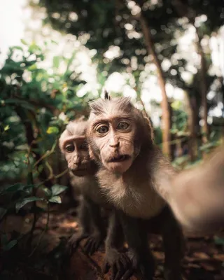 Earth 🌍 on X: \"Monkey selfie! | Photo by Gosiah Gordon  https://t.co/1kpP0cdj38\" / X