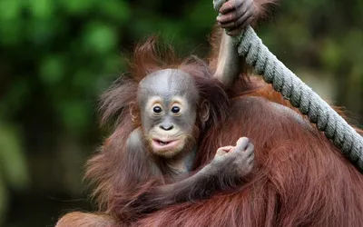 Monkey business: macaque selfie can't be copyrighted, say US and UK |  Photography | The Guardian