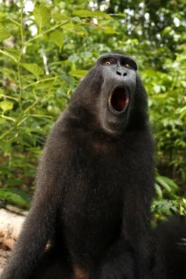 Primate monkeys around with student's phone, takes selfies | AP News