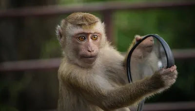 Portrait Wild Monkey Selfie Monkey Macaque Looks Camera Wild Primates Stock  Photo by ©sotnikov_mikhail@mail.ru 287529392