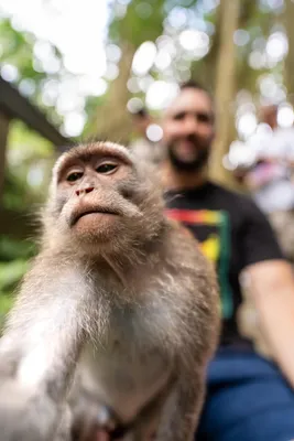 Photographer Settles 'Monkey Selfie' Copyright Lawsuit | PetaPixel