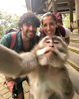 Новый балийский тренд отпускной фотографии!!! Селфи обезьянки! - Балифорум