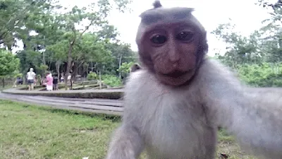 Tropicexplorers - MONKEY SELFIE . Lately we have seen so... | Facebook