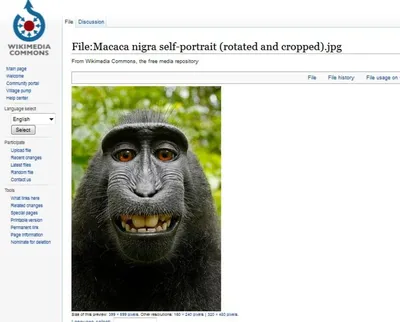 Funny Monkey Taking A Selfie And Smiling At Camera Stock Photo, Picture and  Royalty Free Image. Image 45555485.