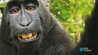 Now you know the secret to the monkey selfie in Bali #monkeyselfie #ba... |  TikTok