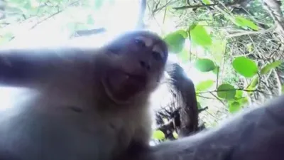 Monkey selfie 🐒 at Ubud in Bali, Indonesia. | Animals, Animal lover, Ubud