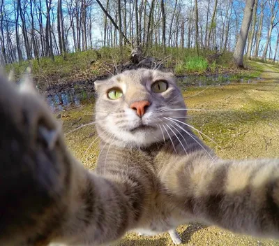 Удивительный кот, который делает селфи | Смешные фото кошек, Домашние  животные юмор, Смешные свиньи