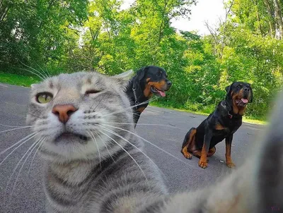 Самые смешные кошки и собаки - 72 фото
