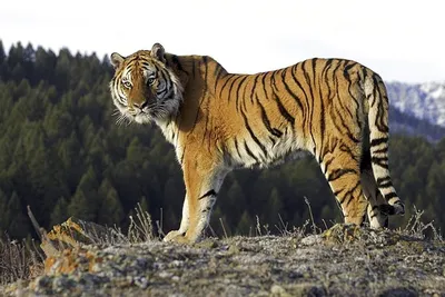 Семейство тигров 🐅» — создано в Шедевруме