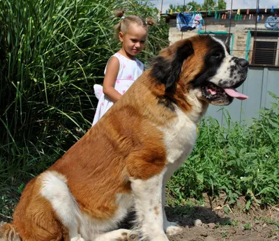 Сенбернар взрослой собаки с человеком (60 фото) - картинки sobakovod.club