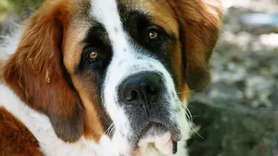 Сенбернар (28 фото) | St bernard dogs, Bernard dog, Dogs