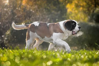 Фото Собака породы сенбернар идет по зеленой траве, фотограф Андрей Ершов