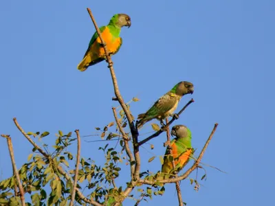 Сенегальский попугай Poicephalus senegalus