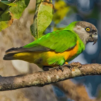 Сенегальский попугай - eBird