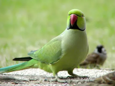 Сенегальский попугай | Senegal parrot, Parrot, Best camouflage