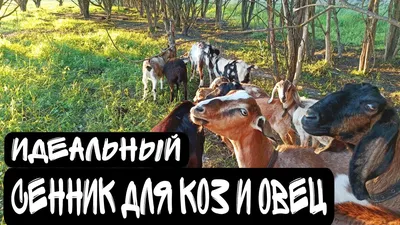 экономичеый и простой СЕННИК для КОЗ и ОВЕЦ. Какой должен быть сенник,  какой выбрать - YouTube