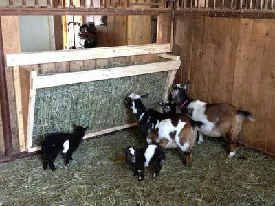 Goat Hay Feeder | Goat hay feeder, Goat farming, Pygmy goat