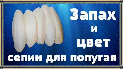 Сепия, Панцирь каракатицы 12см купить по цене 299 ₽ в интернет-магазине  KazanExpress