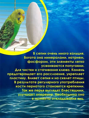 Минералы Сепия для птиц с кальцием Tatra Pet Zoo Care (кость каракатицы)  8-10см - купить по лучшей цене в Фастове от компании \"ЗООВЕТ СЕРВИС\" -  1764186037