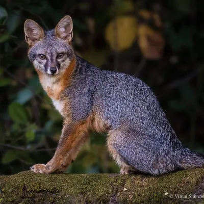 Серая лисица :: Лиса :: animals :: fox :: живность :: fandoms :: фэндомы /  картинки, гифки, прикольные комиксы, интересные статьи по теме.