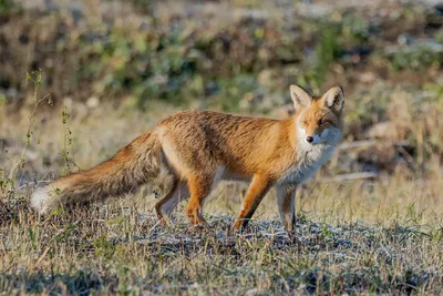 Загляни в хранилища ГДМ. Афганская лисица Vulpes Государственный  Дарвиновский музей