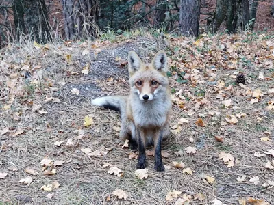 Лиса. / Лисица, лиса, обыкновенная лисица или рыжая лисица (лат Vulpes  vulpes) — хищное млекопитающее семейства псовых, наиболее распространённый  и самый крупный вид рода лисиц Длина тела 60—90 см, хвоста — 40—60 см,  масса — 6—10 кг