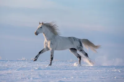 Серая Лошадь\" Благовещенское (@greyhorse_blago) • Instagram photos and  videos