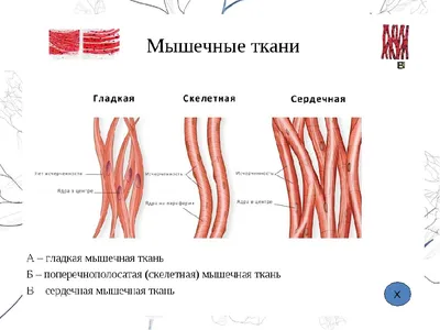 Сердечная мышца фото