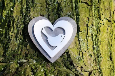 Дерево в форме сердца - 41 фото