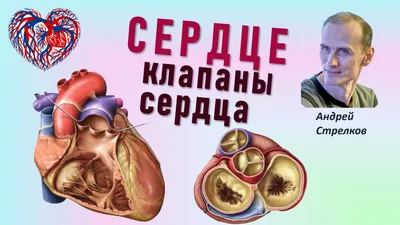 Плейлист Сердце. Строение сердца из 3 видео смотреть онлайн бесплатно на  RUTUBE