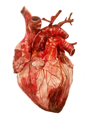 Картинки человеческого сердца - 71 фото