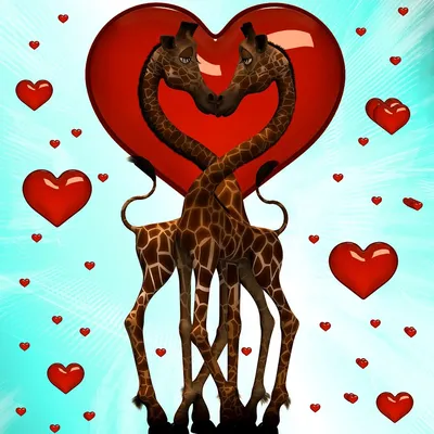 Сердце жирафа фото