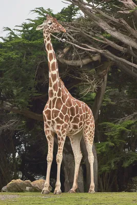 Жираф - фото животного, рост, вес, описание, интересные факты