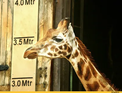 Wiki Nature - Жираф. Жираф (лат. Giraffa camelopardalis) — млекопитающее из  отряда парнокопытных, семейства жирафовых. Является самым высоким наземным  животным планеты. Для отличия от родственного ему окапи («лесного жирафа»)  иногда называется степным
