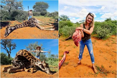 Голова Жирафа Свисает Вниз Головой — стоковые фотографии и другие картинки  Жираф - Жираф, Юмор, Животное - iStock