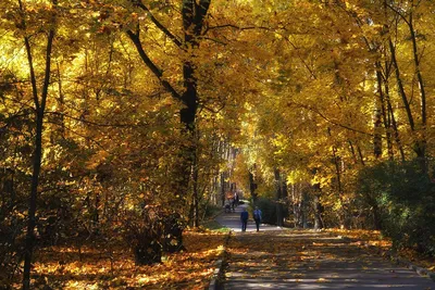 Серебряный Бор,Москва | Пейзажи, Художественная фотография, Фотографии