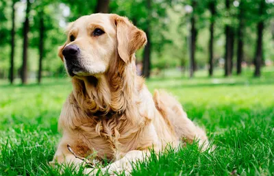 Собака Золотистый Ретривер - Бесплатное фото на Pixabay - Pixabay