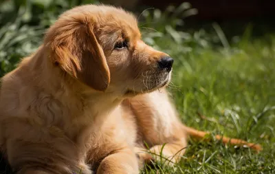 Корм для взрослых собак породы голден ретривер, Royal Canin Golden  Retriever Adult купить с доставкой в интернет-магазине зоогастроном.ру