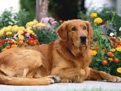 Собака Золотистый Ретривер Щенок - Бесплатное фото на Pixabay - Pixabay