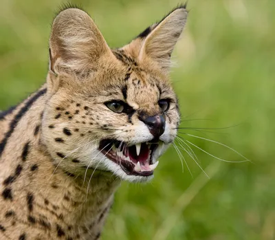 Сервал (лат. Leptailurus serval ), фотографии сервалов
