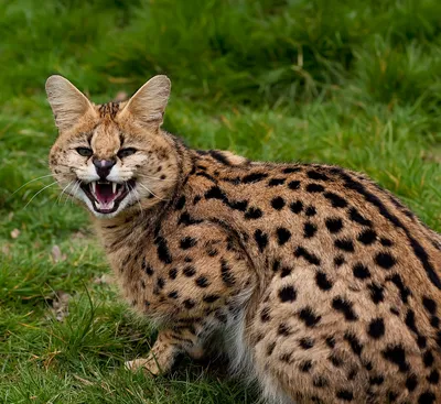 Сервал (лат. Leptailurus serval ), фотографии сервалов