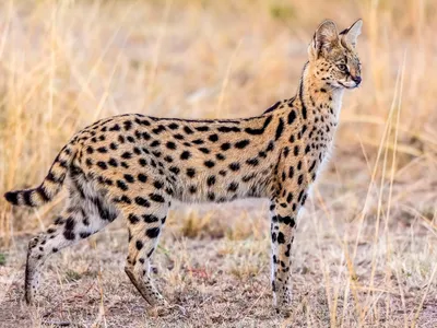 https://animals.pibig.info/10253-afrikanskij-serval.html