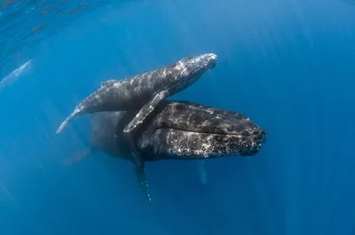 Серый кит фото