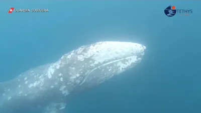 Ласковый серый кит « FotoRelax | Gray whale, Whale, Animals