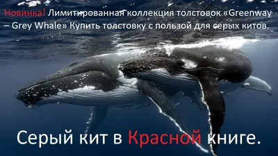 Серый кит устроил морской душ для исследователей у берегов Сахалина -  SakhalinMedia.ru