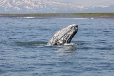 Новинка! Лимитированная коллекция толстовок «Greenway – Grey Whale». Серый  кит в Красной книге. - YouTube