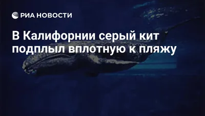 Почему люди едят мясо – и зачем до сих пор охотятся на китов -  Ведомости.Город